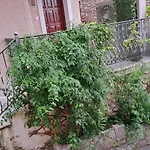 ανεμώνη *